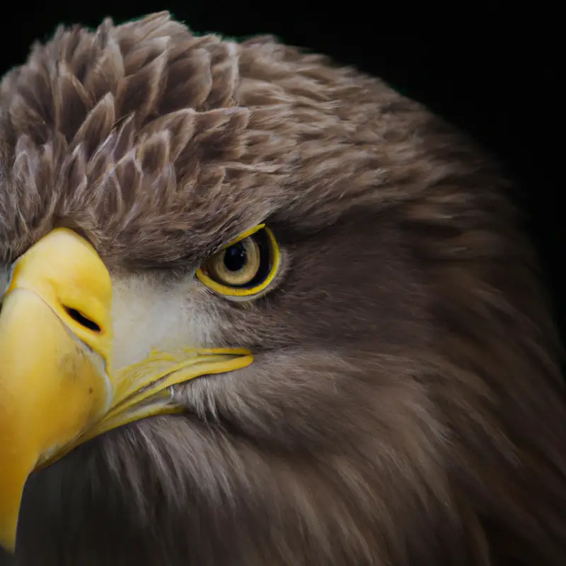 Seeadler im Flug.