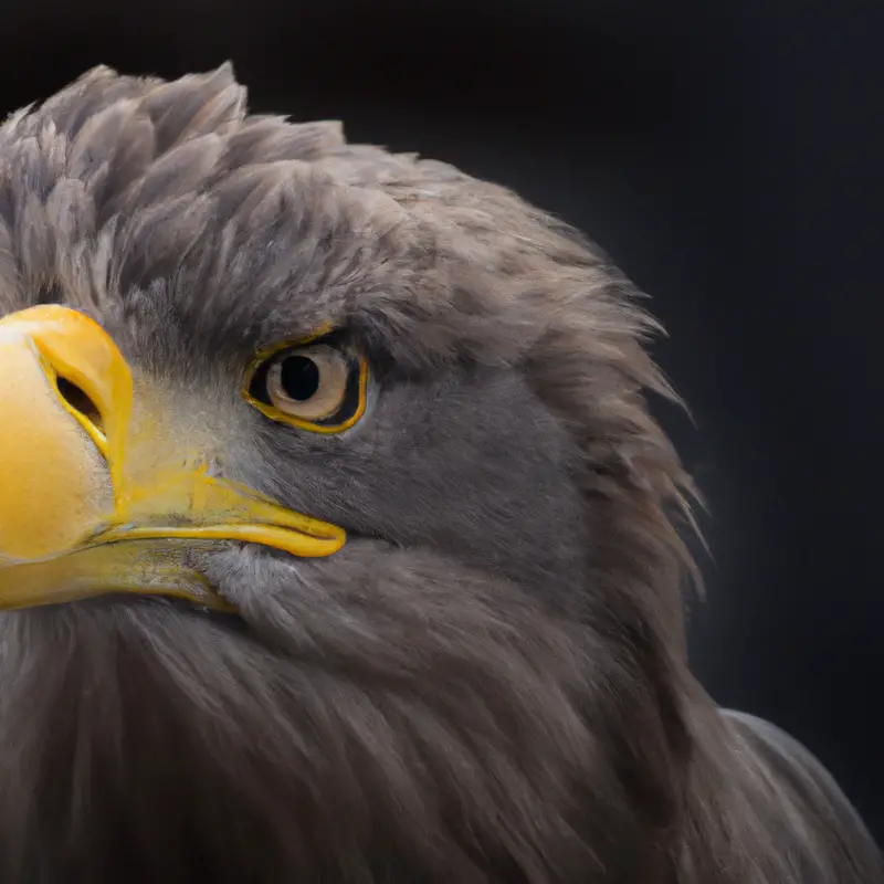 Seeadler im Flug.