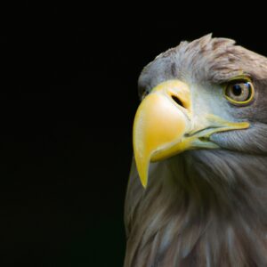 Seeadler im Flug.