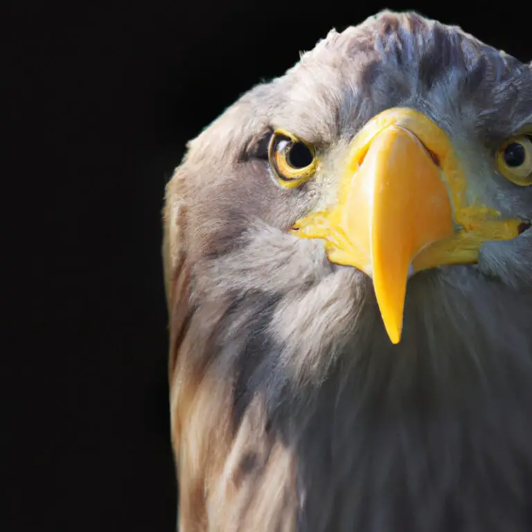 Seeadler im Flug.