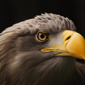 Seeadler im Flug.