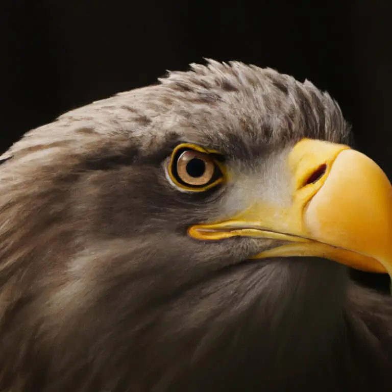 Seeadler im Flug.