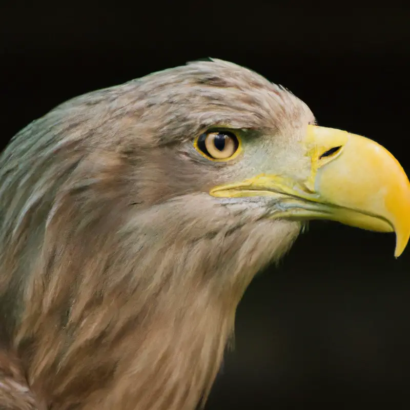 Seeadler im Flug.