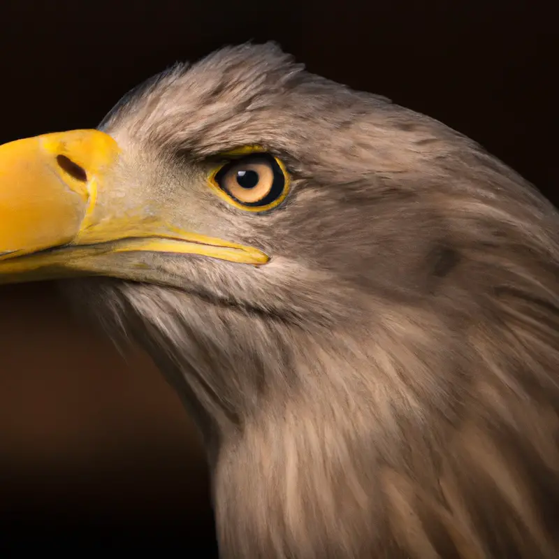 Seeadler im Flug.