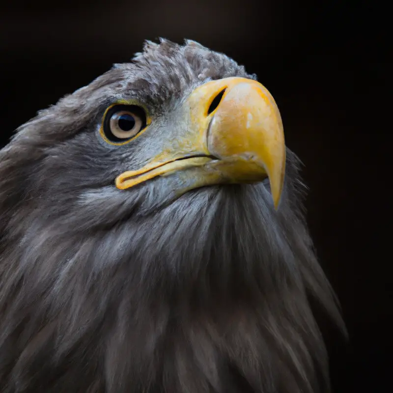 Seeadler im Flug.