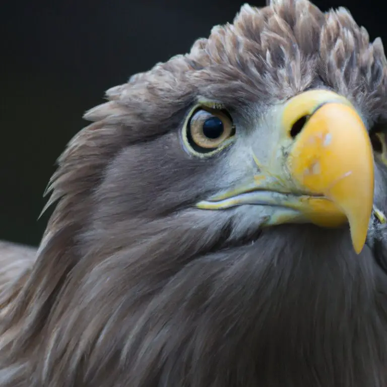 Seeadler im Flug.