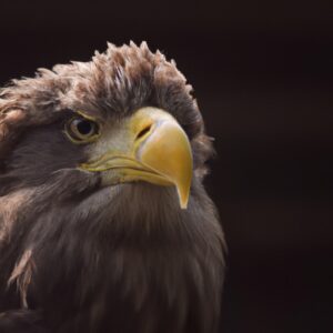 Seeadler im Flug.