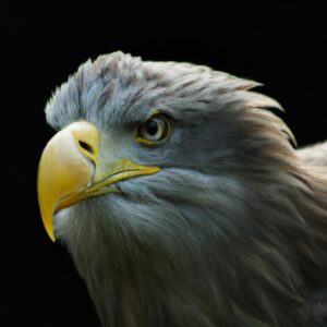 Seeadler im Flug.