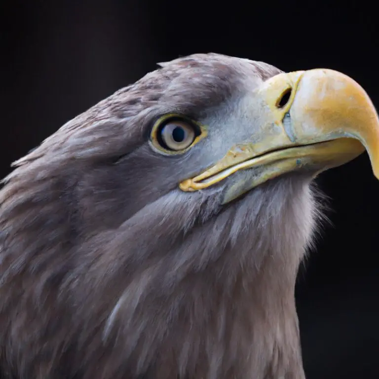 Seeadler im Flug.