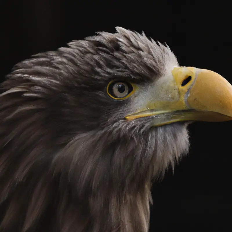 Seeadler im Flug.