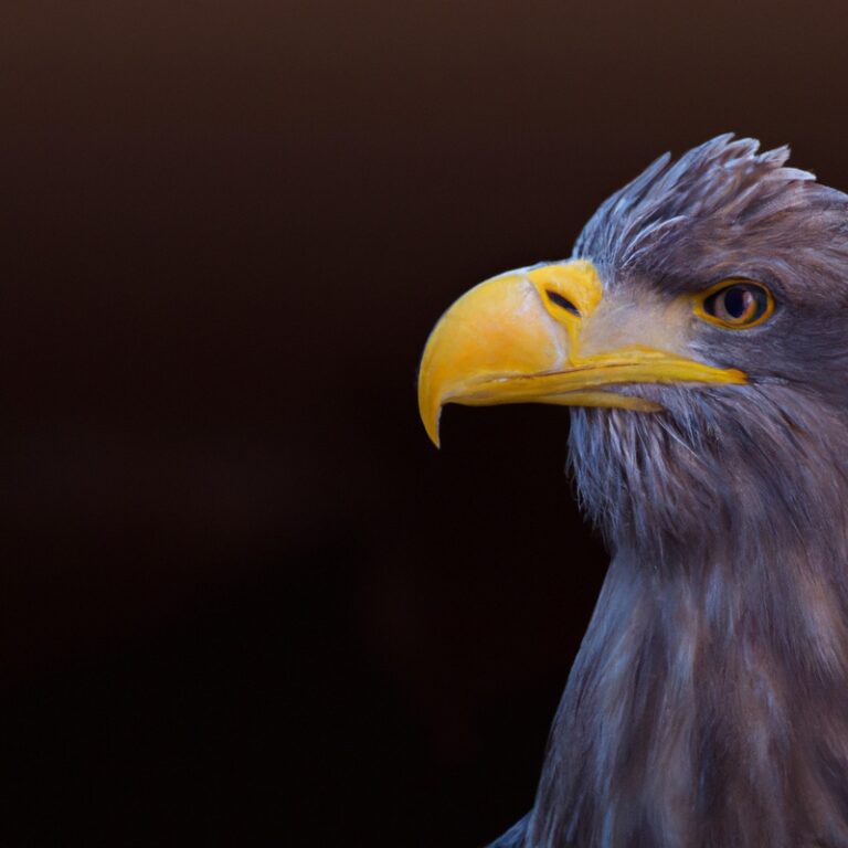 Seeadler im Flug.