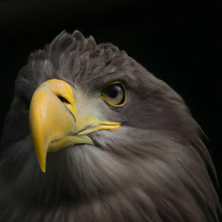 Seeadler im Flug.