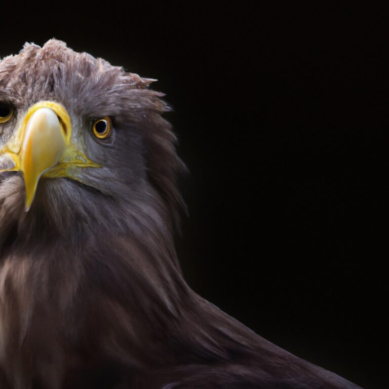 Seeadler im Flug.