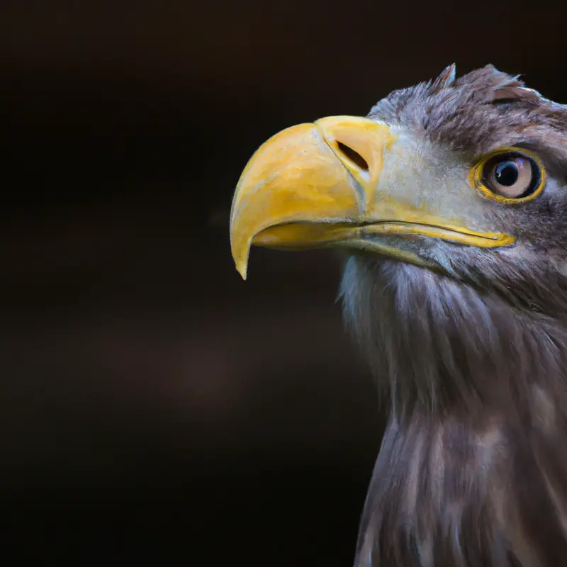 Seeadler im Flug.