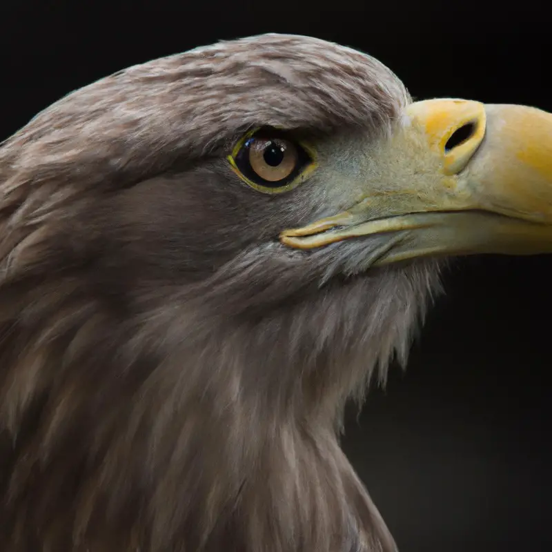 Seeadler im Flug.