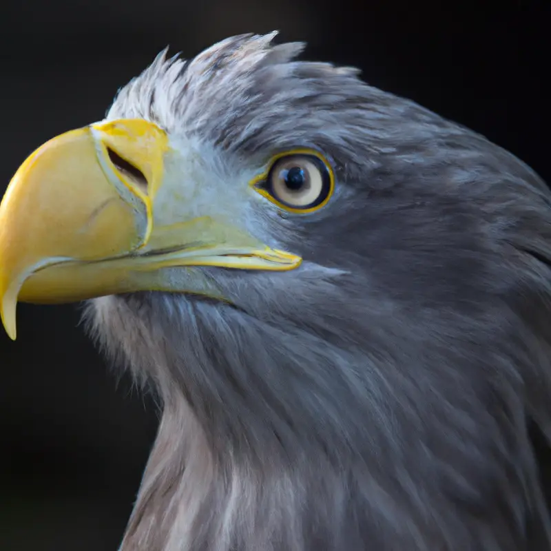 Seeadler im Flug.