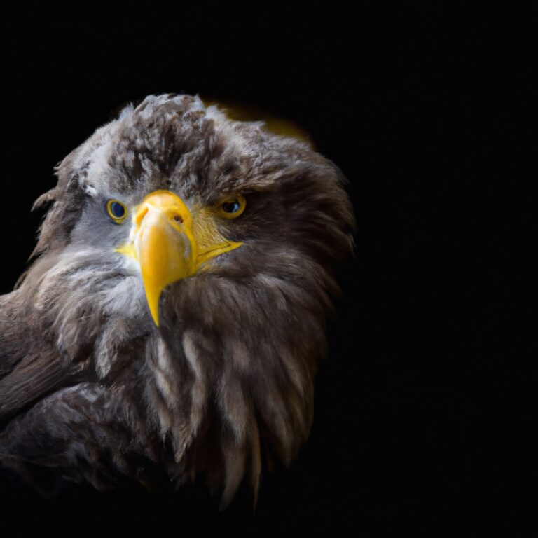 Seeadler im Flug.