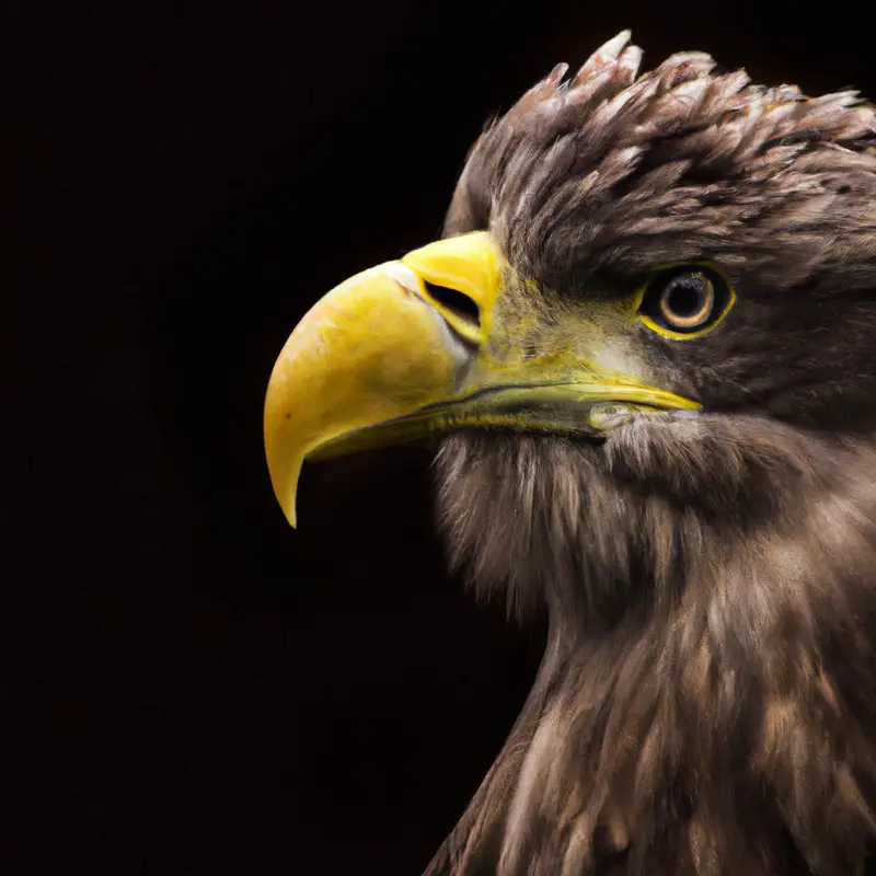 Seeadler im Flug