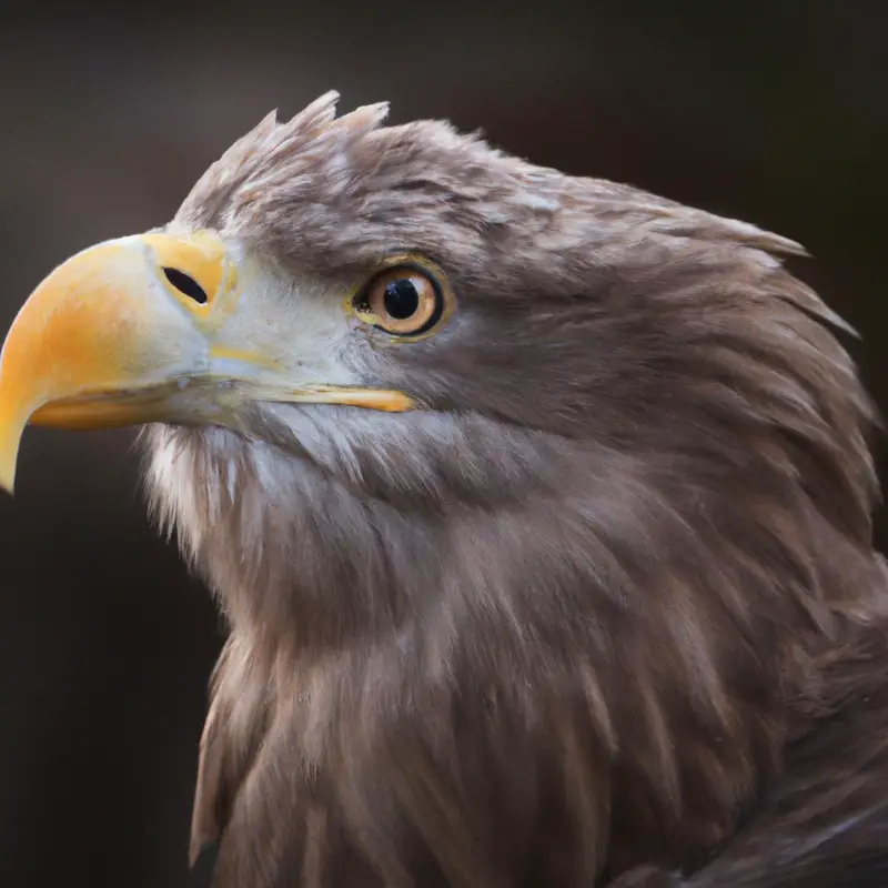 Seeadler im Flug.