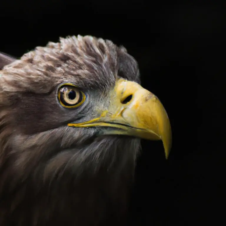 Seeadler im Flug.