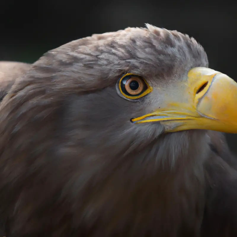 Seeadler im Flug.