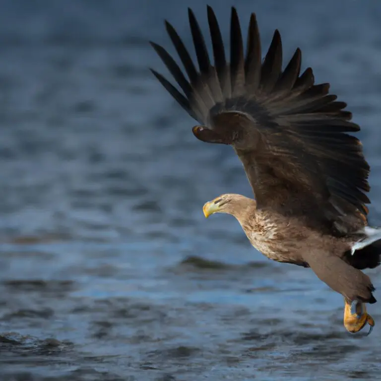 Seeadler im Flug.