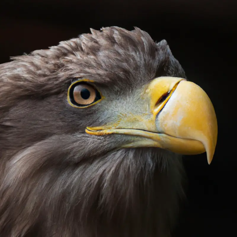 Seeadler im Flug.