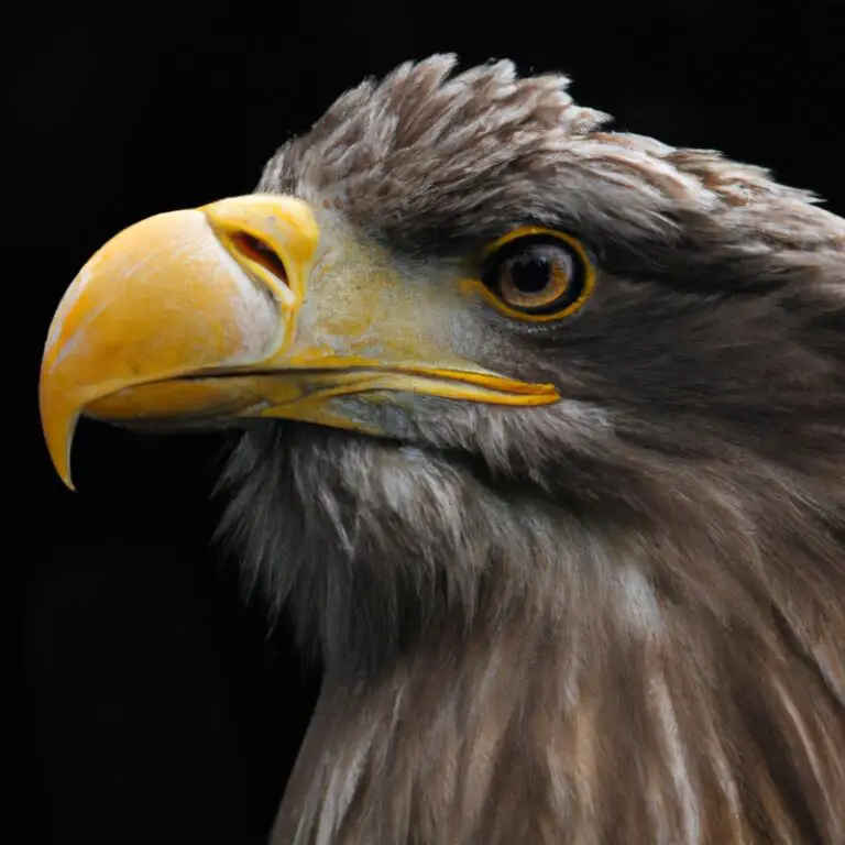 Seeadler im Nest.