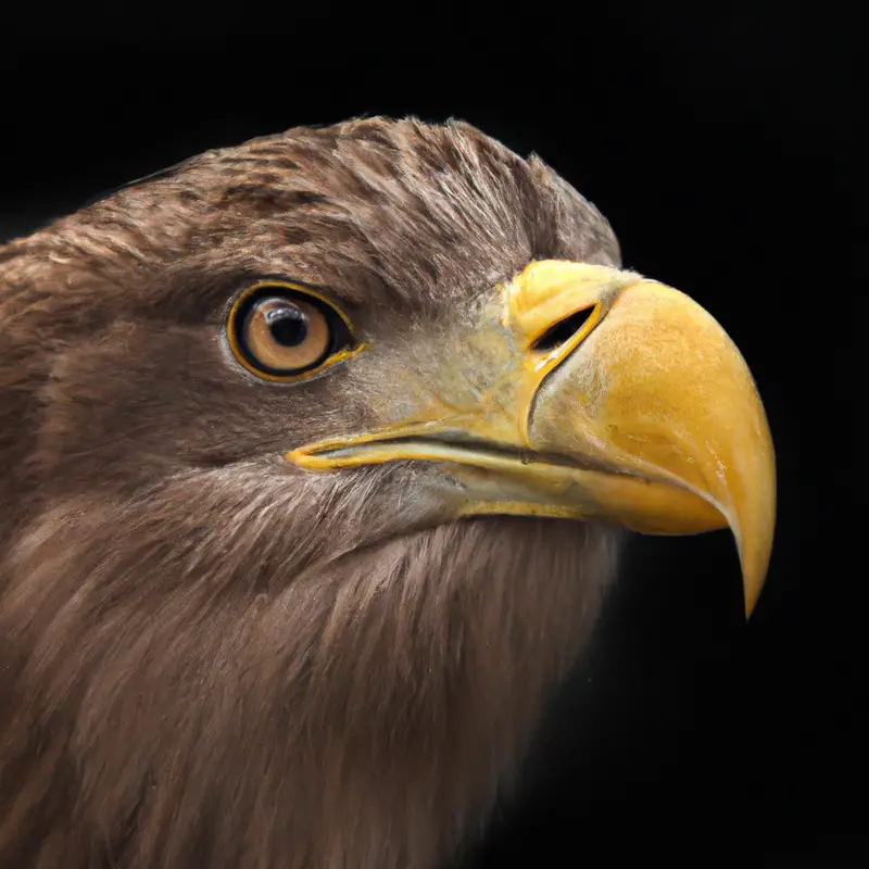 Seeadler im Sturm.