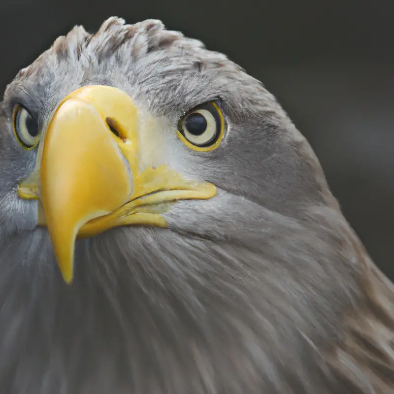 Seeadler im Winter.