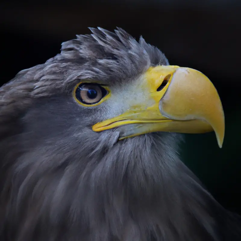 Seeadler in Aktion.