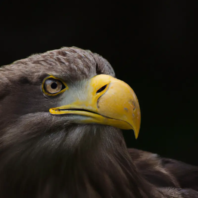 Seeadler in Aktion.