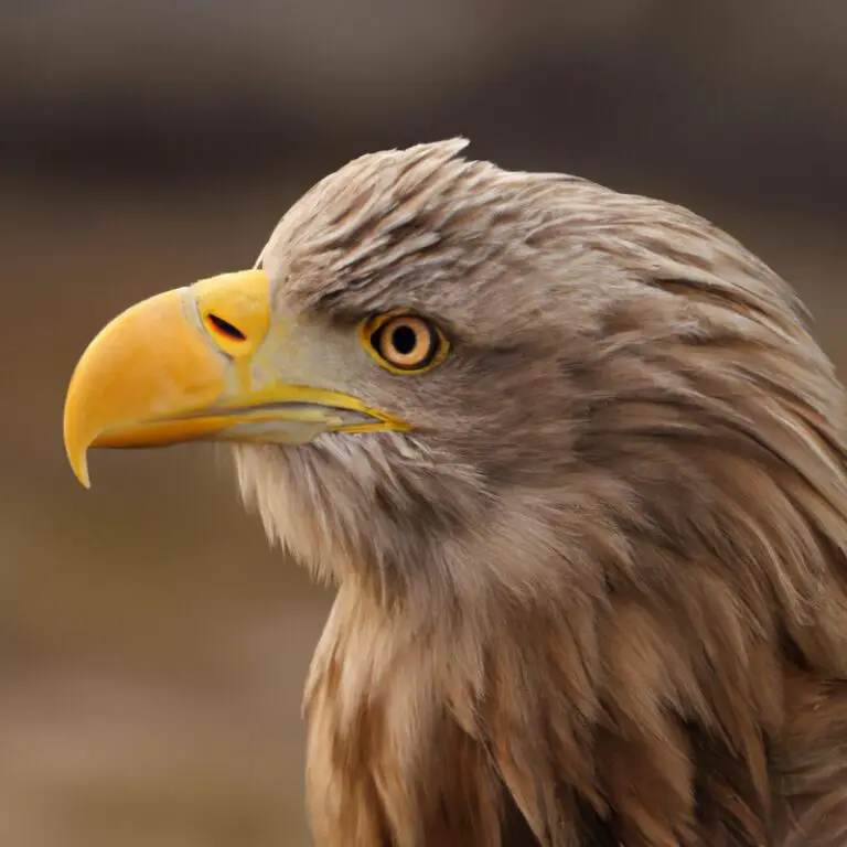 Seeadler in Aktion.