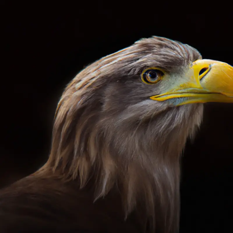 Seeadler in Flug.