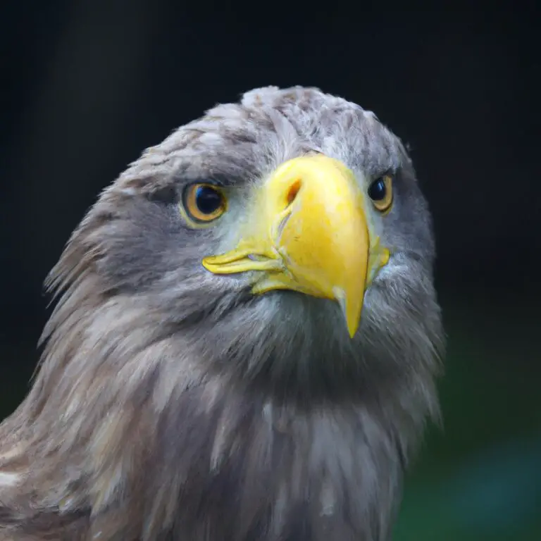 Seeadler in Flug.