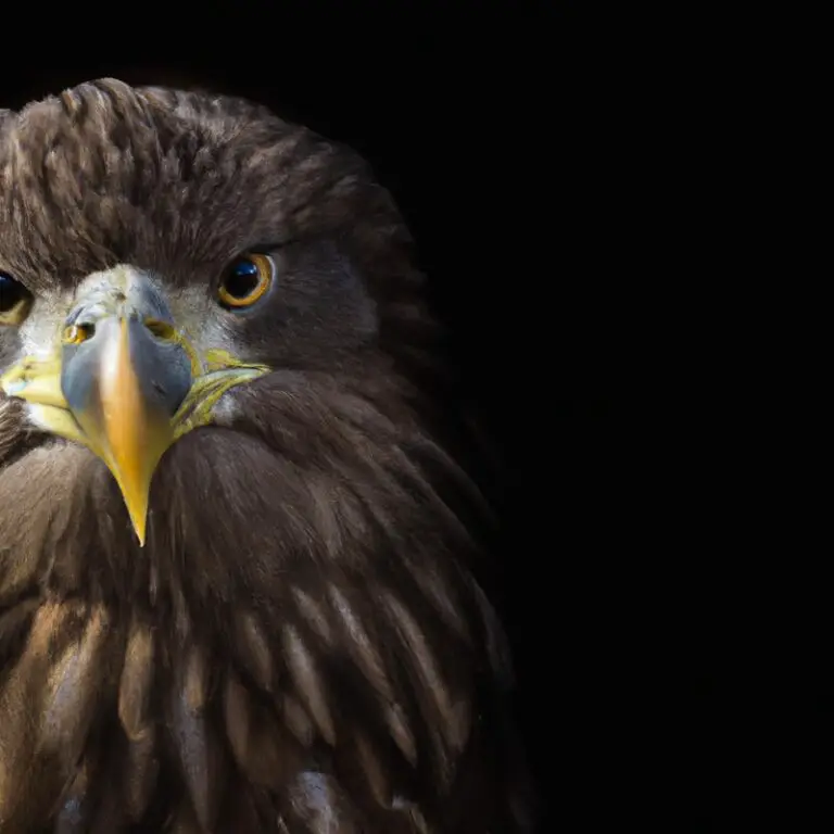 Seeadler in Flug.