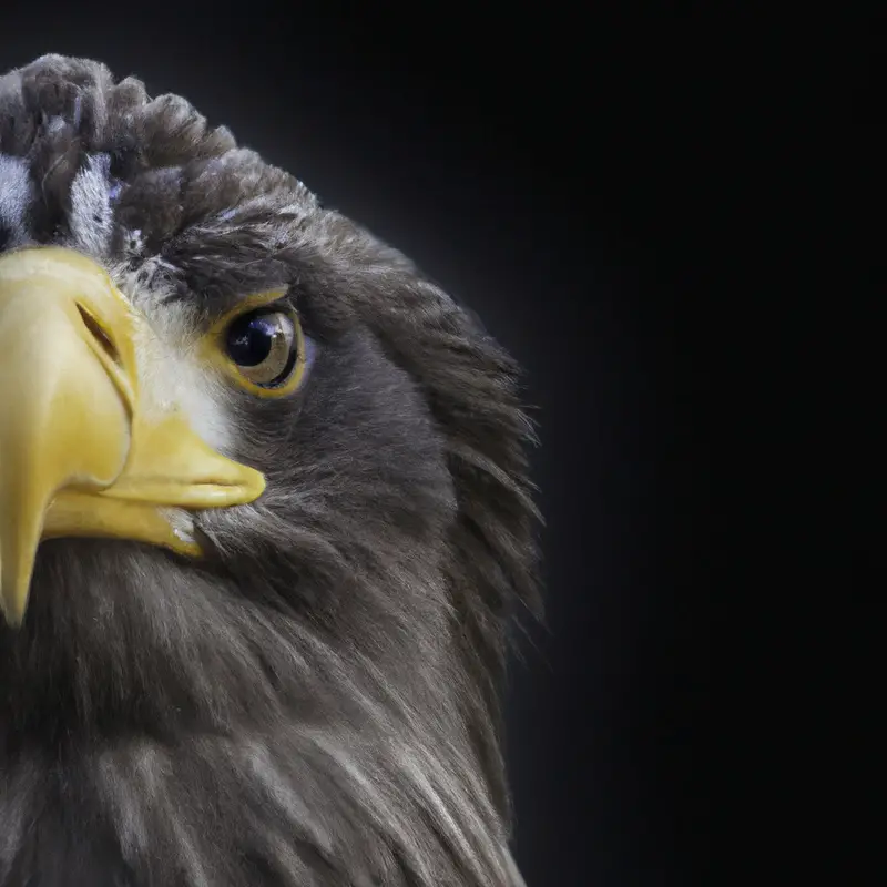 Seeadler in Flug.