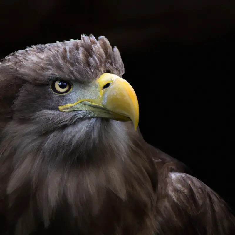 Seeadler in Flug.