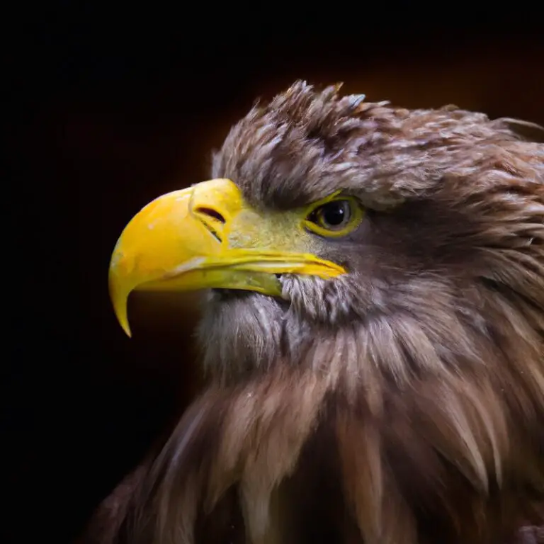 Seeadler in Flug.