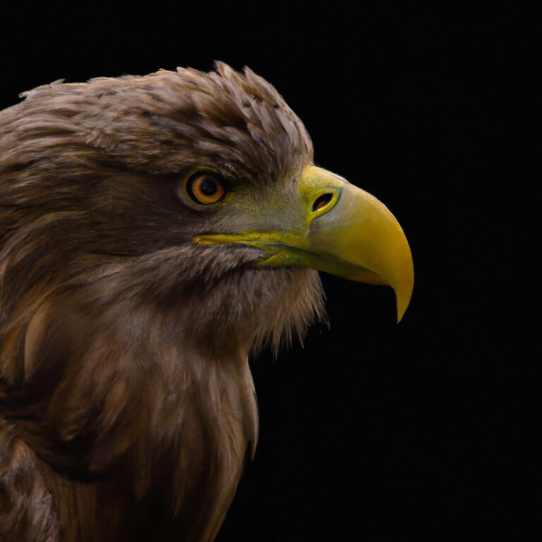 Seeadler in Flug.