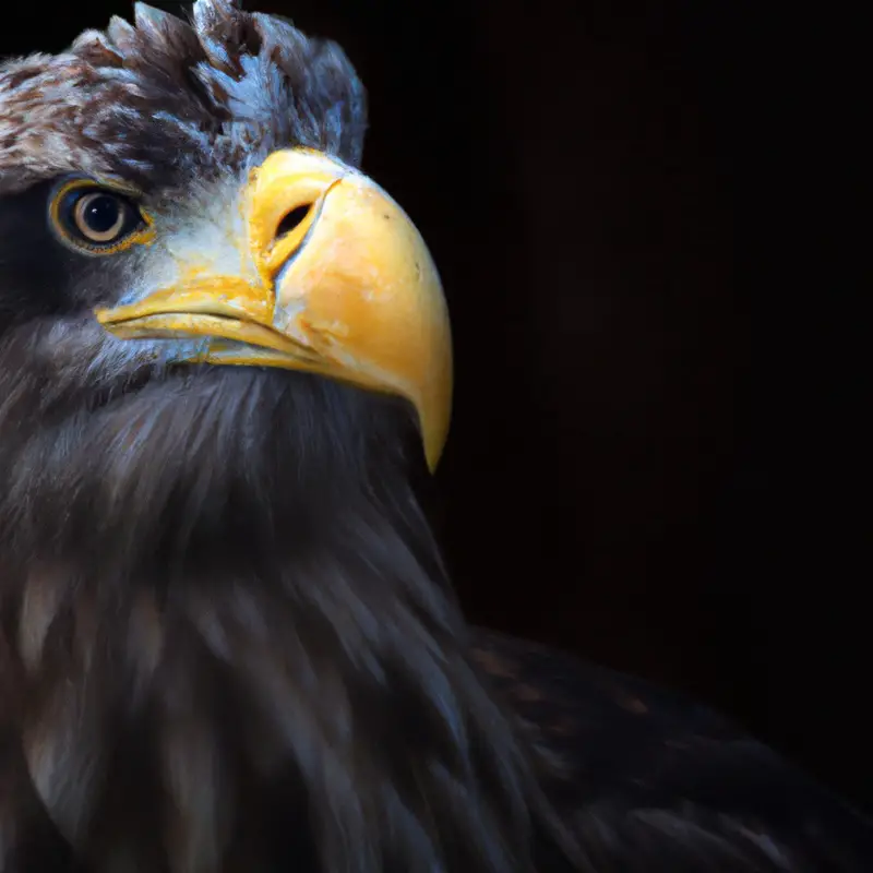 Seeadler in Flug.