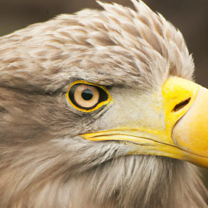 Seeadler in Nahrungskette.