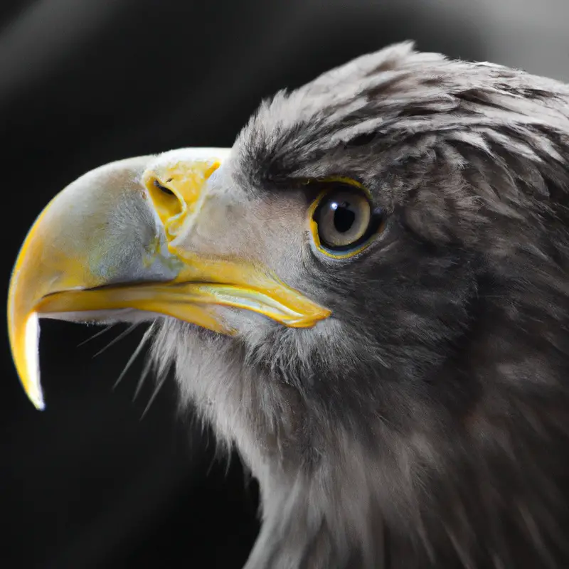 Seeadler in Wald