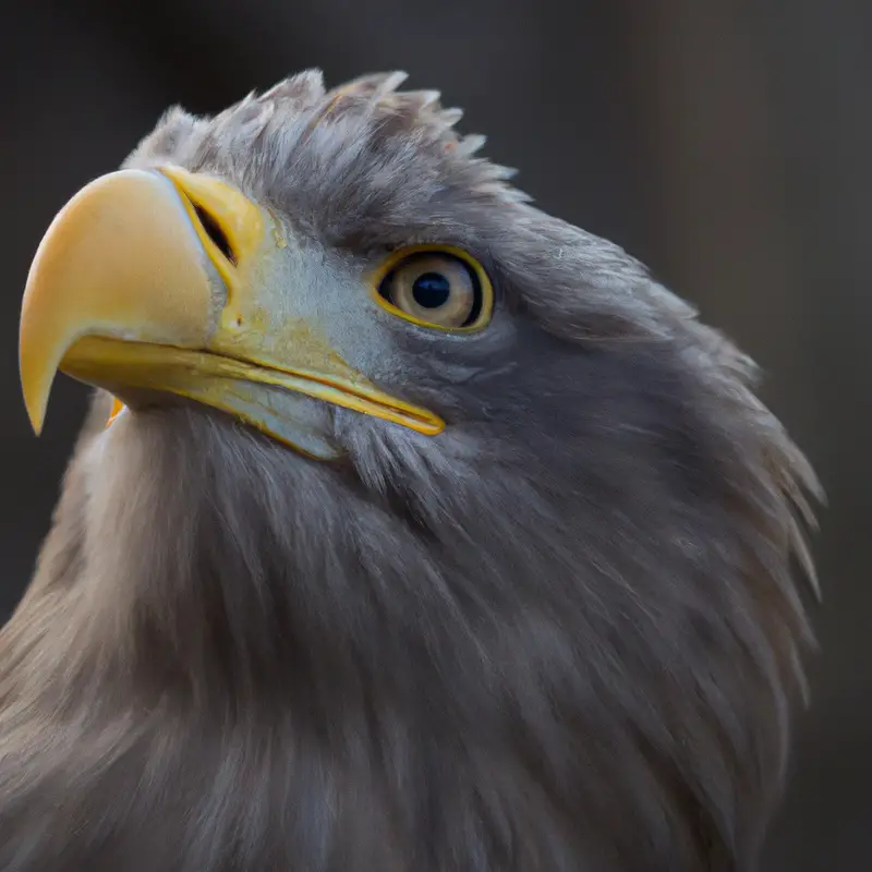 Seeadler in Wald.