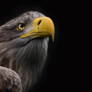 Seeadler in der Natur