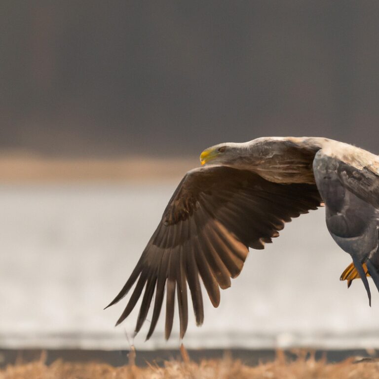 Seeadler in der Natur.