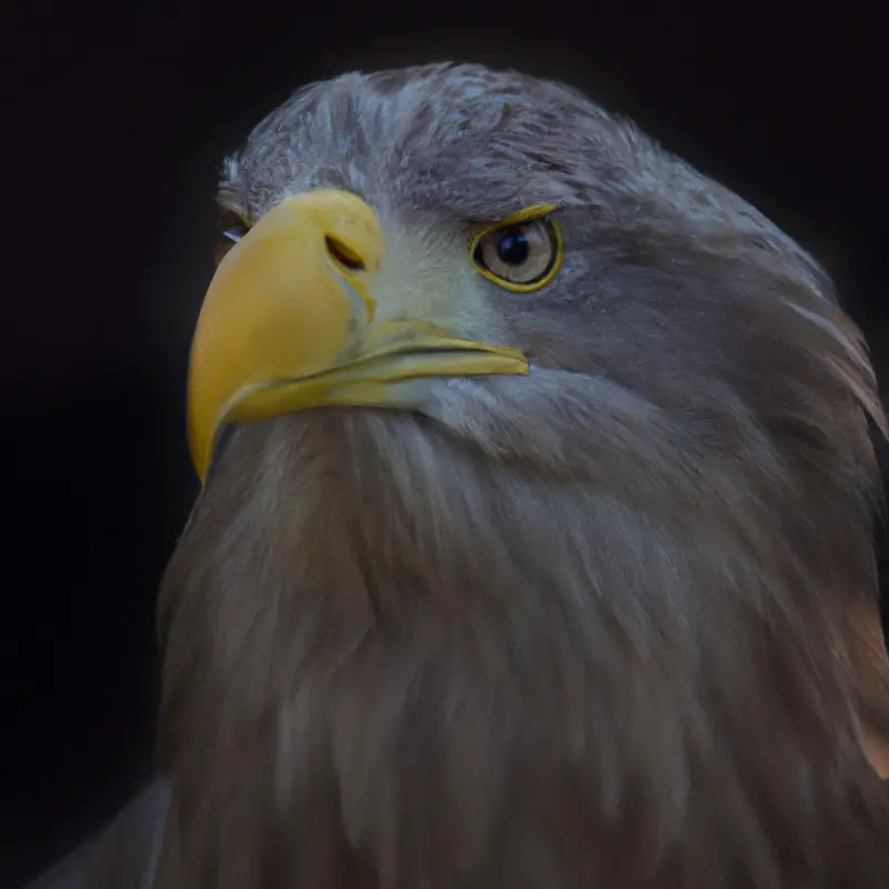 Seeadler jagend.