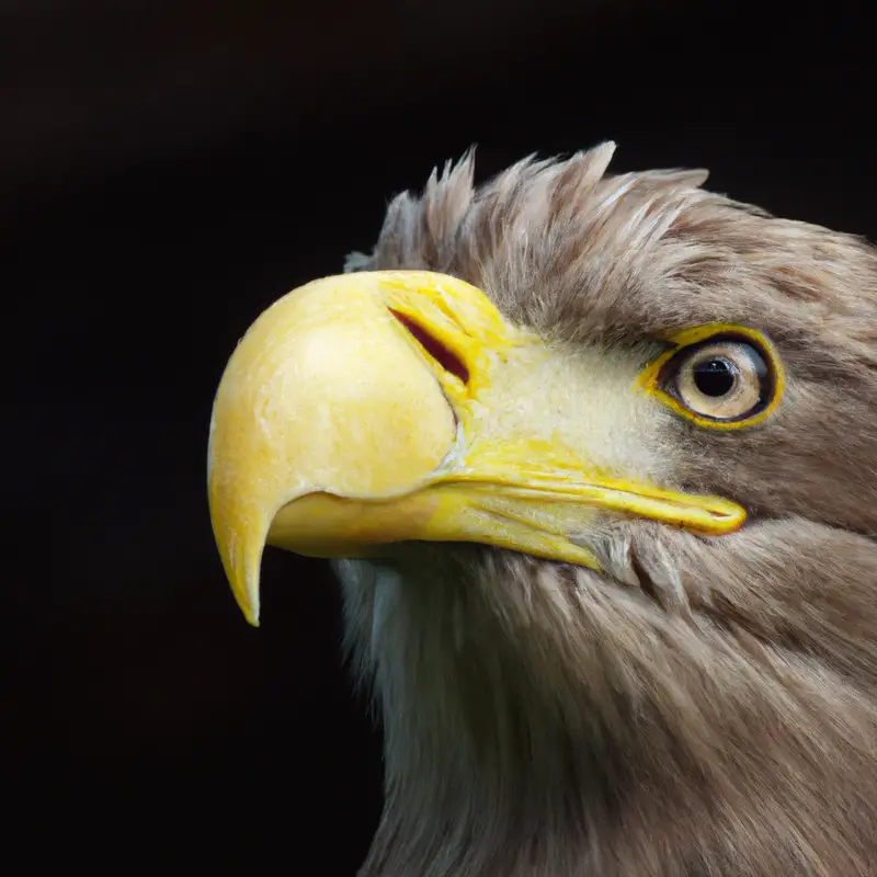 Seeadler jagt.