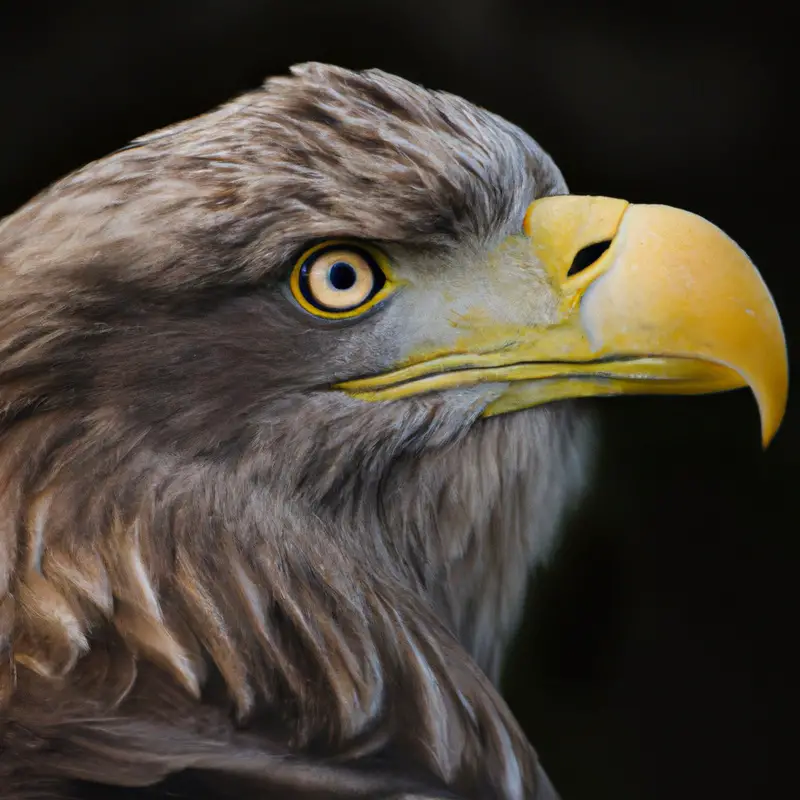 Seeadler schwebt.