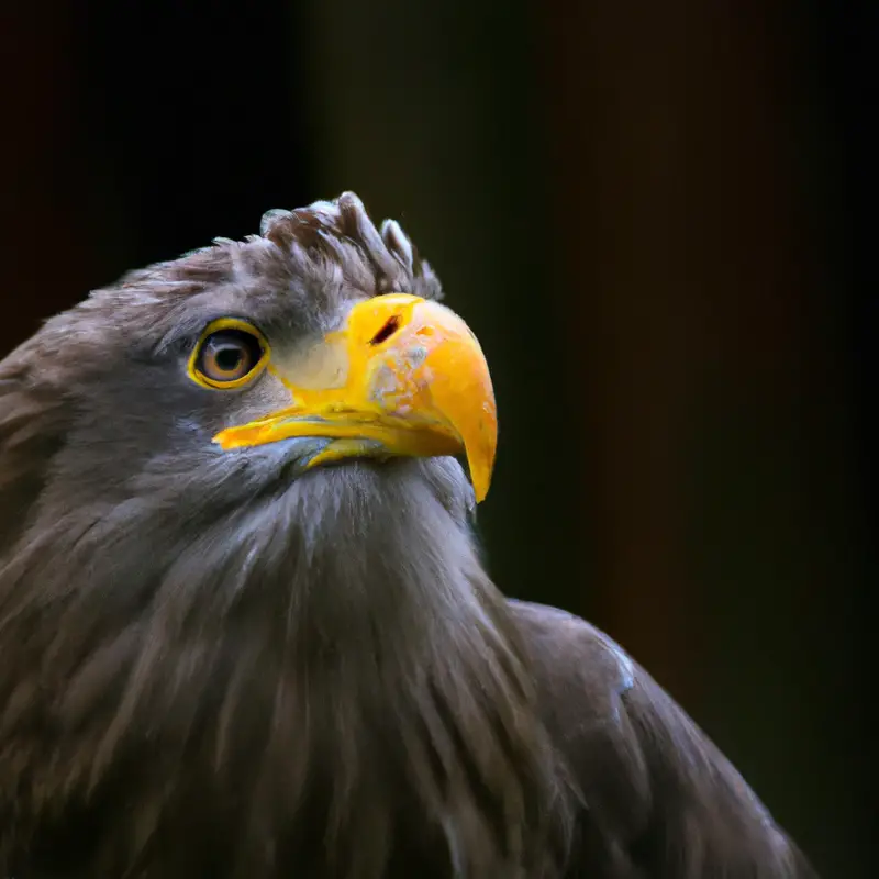 Seeadler überlebenskampf.